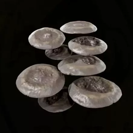 ウラルツキヨタケ画像