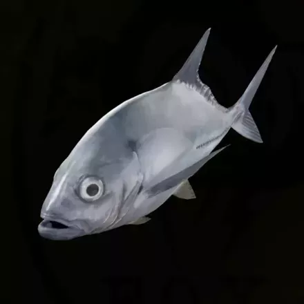 ギンガメアジ画像