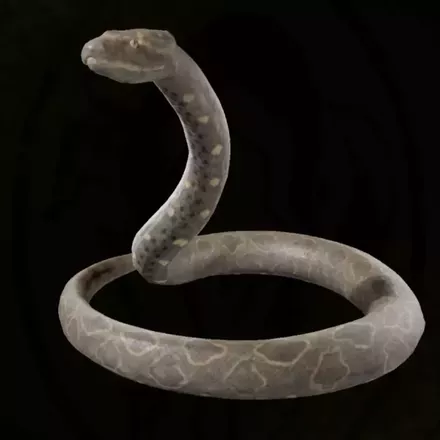 オオアナコンダ画像