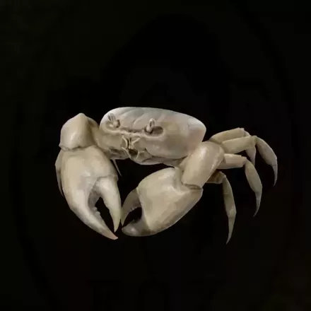 ミナミオカガニ画像