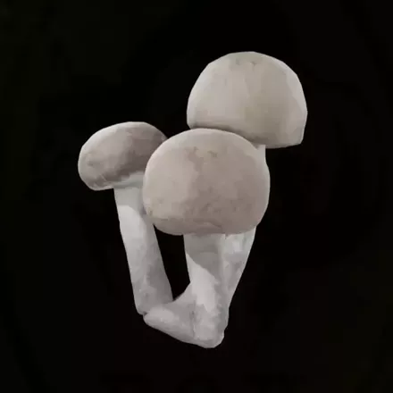 シベリアヒトヨタケ