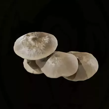 ロシアヒラタケ画像