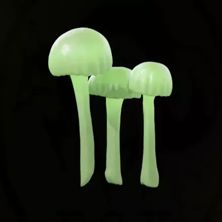 オロシャヒカリダケ画像