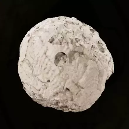 ザ・ペインの蜂が入った蜂の巣画像