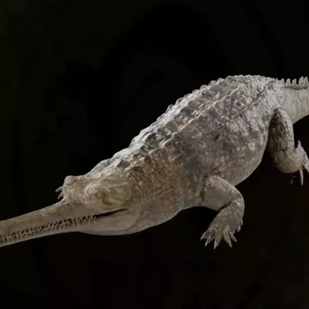 インドガビアル画像