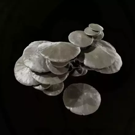 バイカルシシタケ画像