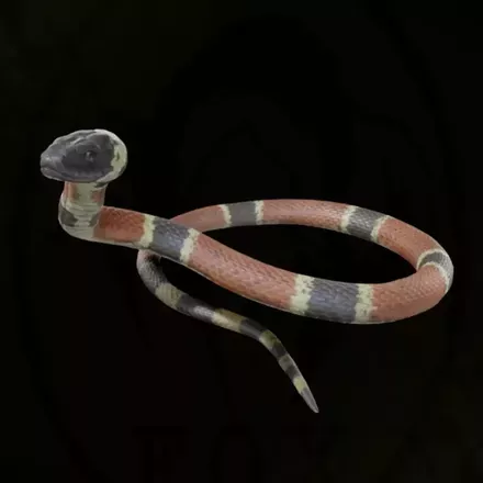 サンゴヘビ画像