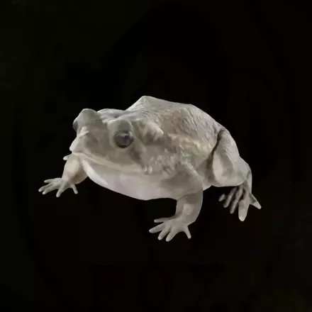 オットンガエル