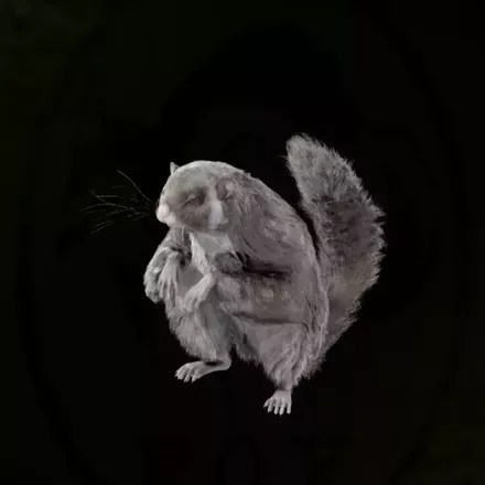 ホオジロムササビ画像