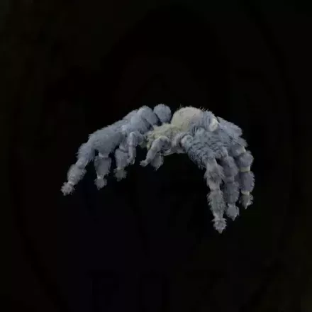 コバルトブルータランチュラ