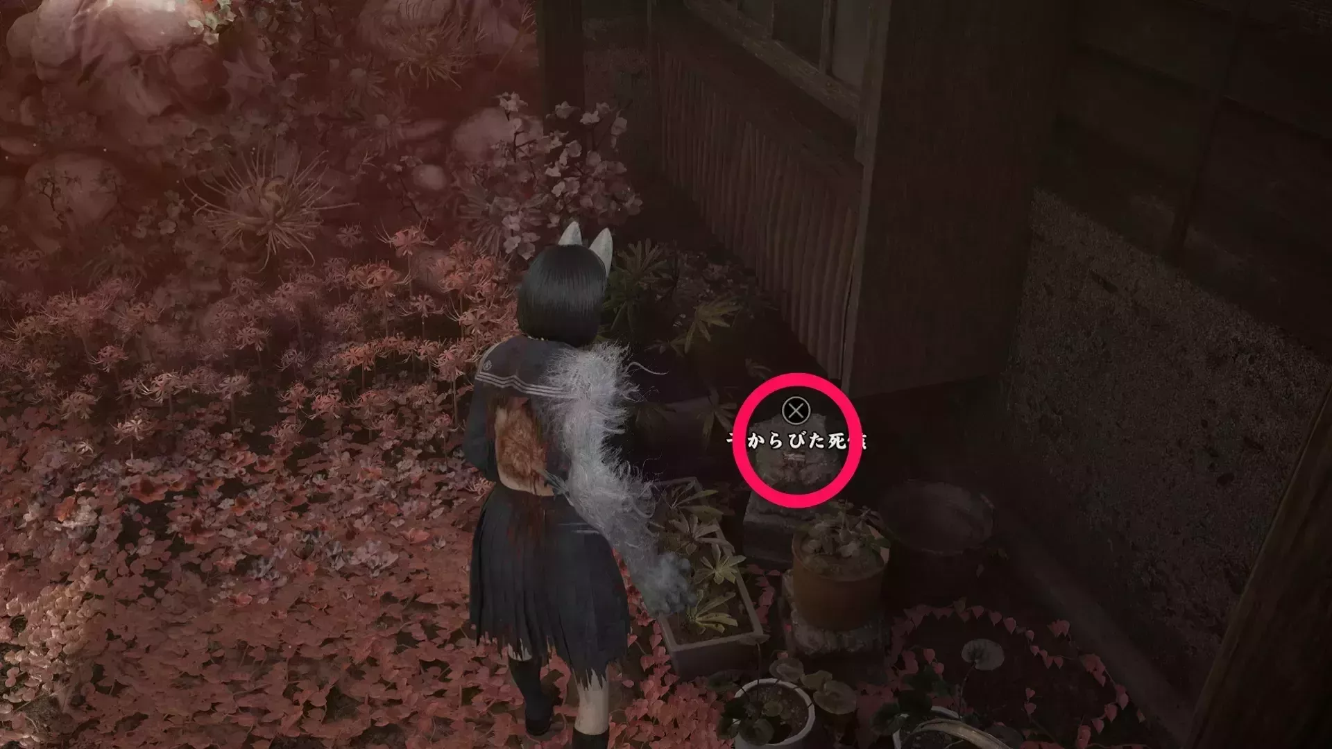 干からびた死骸の実際の入手画像