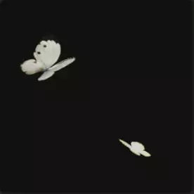 ツインバタフライα画像