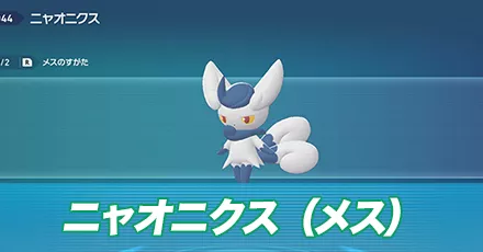 ニャオニクス（メス）