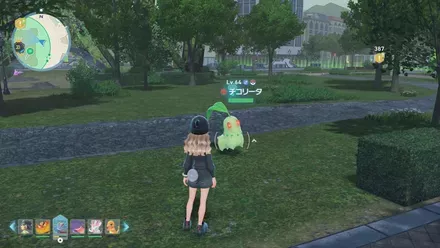 チコリータ画像