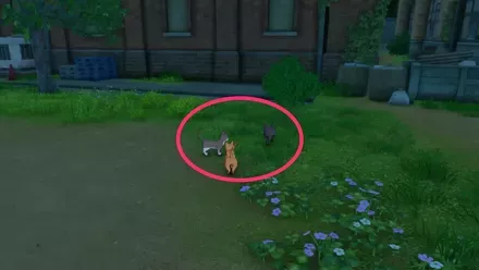 ボス猫たちの集会の場所画像