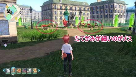 カエンジシのメス