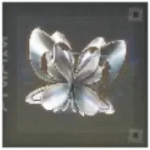 重翼の偏光体画像