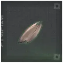 残翼の偏光体画像