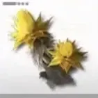 サンドリーフ画像