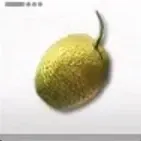 シトロームの種画像