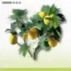 黒銀シトローム画像