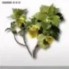 シトローム画像