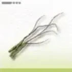 蛟獣のひげ画像