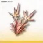 岩アンゲロス葉画像