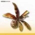 受触玉化葉画像