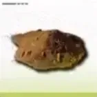 結晶外殻粉末画像