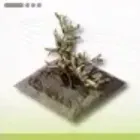 アケトン樹木畑画像