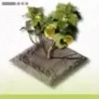 シトローム畑画像