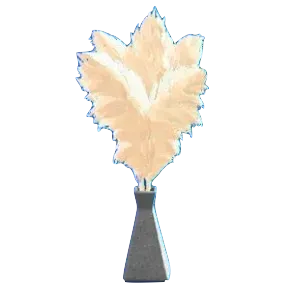 パンパスグラスのブラックの画像