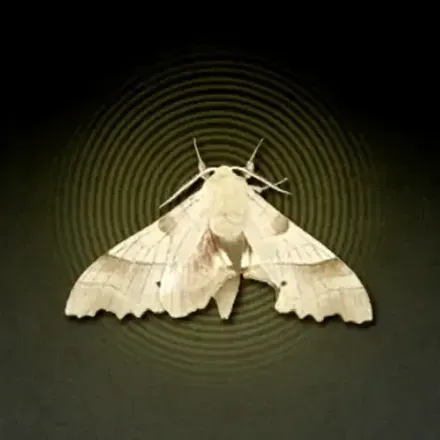 蛾画像