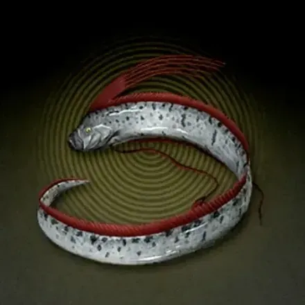 リュウグウノツカイ画像