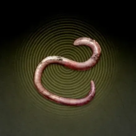 ミミズ画像