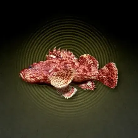 オニカサゴ画像