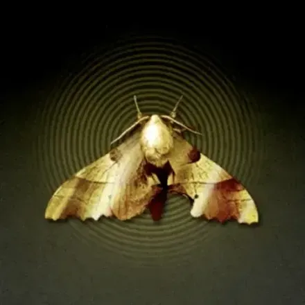 金の蛾画像