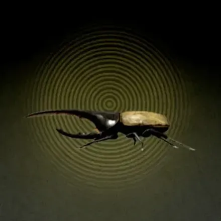 カブトムシ画像