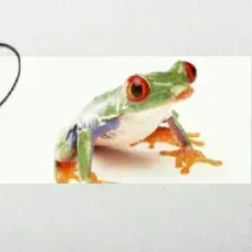 爬虫類でないものは?