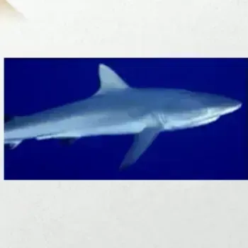 哺乳類でないものは?