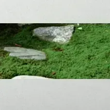 花が咲かない植物は?