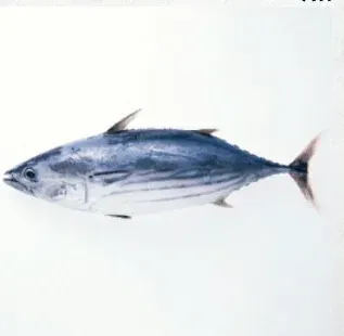 写真に写ったもののつづりとして正しいものはどれですか？