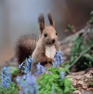 写真に写ったもののつづりとして正しいものはどれですか？