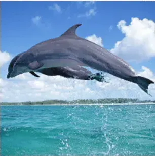 写真に写ったもののつづりとして正しいものはどれですか？