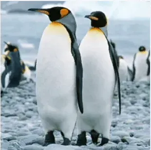 写真に写ったもののつづりとして正しいものはどれですか？