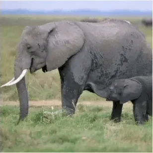 写真に写ったもののつづりとして正しいものはどれですか？