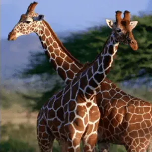 写真に写ったもののつづりとして正しいものはどれですか？