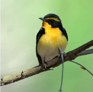 写真に写ったもののつづりとして正しいものはどれですか?