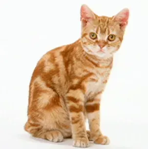 写真に写ったもののつづりとして正しいものはどれですか?